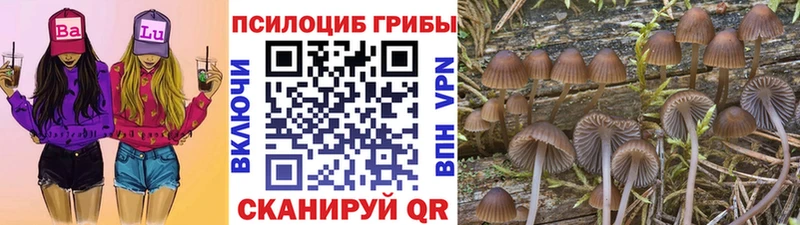 Галлюциногенные грибы Psilocybine cubensis Торжок